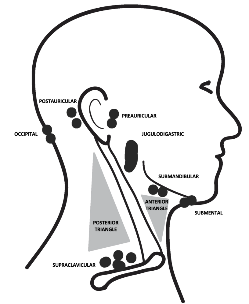 Neck examination | OSCEstop | OSCE Learning