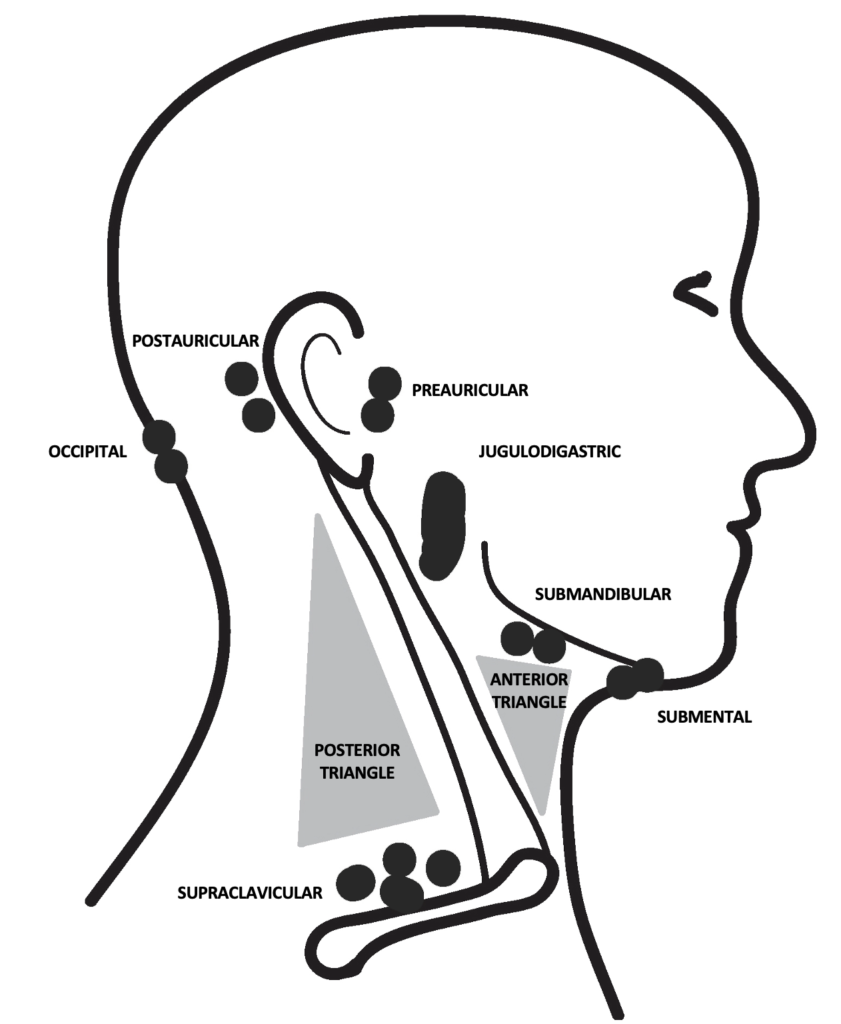 Lymph node groups of the head and neck