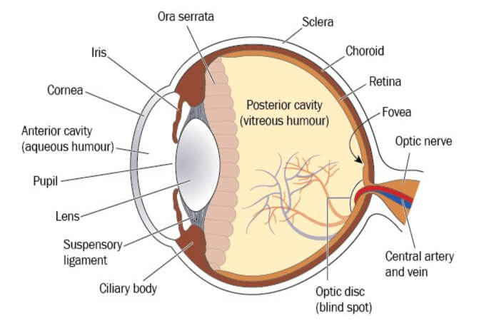Blind Spot Assessment - OSCE Guide, Eye Examination